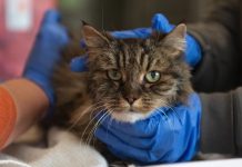 Una gatita “adopta” al bebé de su dueña y enternece a millones en TikTok
