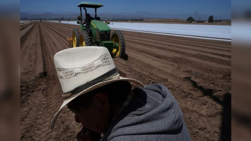 Campo agricultura migrantes