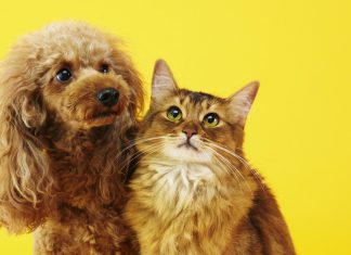 Descubren un nuevo beneficio de tener gatos y perros