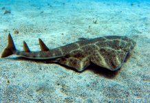 Captan a un tiburón ángel, una rara especie en peligro crítico de extinción (VIDEO)