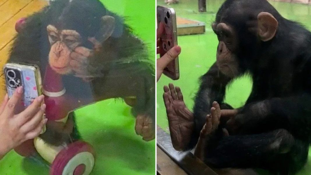 Chimpance Mono
