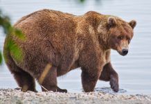 Abuelo escapa por segundos de un oso (VIDEO)