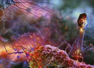 Captan imágenes de un antibiótico aniquilando bacterias en tiempo real