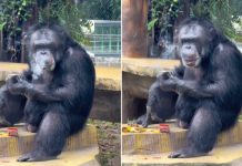 Captan a chimpancé fumando en un zoológico pese a su rehabilitación (VIDEO)