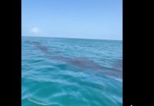 Ambientalistas ven insuficiente respuesta por derrame en el Golfo de México