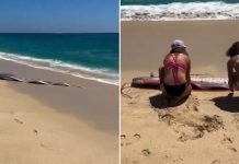 Aparecen peces remo en playa de Los Cabos (VIDEO)