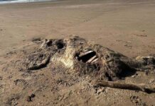 Tormenta revela cadáver extraño en la playa