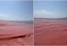 Playa se tiñe de rojo por mortandad de crustáceos (VIDEO)