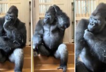 Gorila “reflexiona” tras conflicto con su pareja (VIDEO)