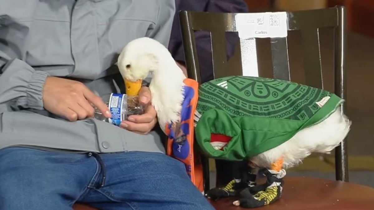 Pato Merlin