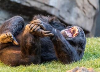 Humanos y grandes simios compartimos el ritmo de la risa desde hace 15 millones de años