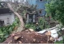 Cae árbol del Parque Juárez y daña autos y vivienda