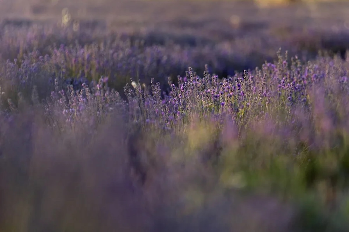 lavanda-olfato