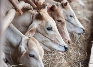 Productores piden frenar importación ilegal de ganado de Centroamérica