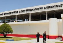 Producirán 100 millones de moscas estériles por semana para combatir el gusano barrenador
