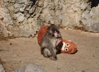 El macaco Punch cumple un año; recibe miles de tarjetas de felicitación