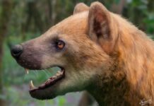 Descubren nueva especie de “perro oso” que vivió hace casi 16 millones de años
