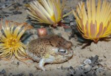 Se agregan más de 2 mil 300 registros de especies amenazadas a la Lista Roja