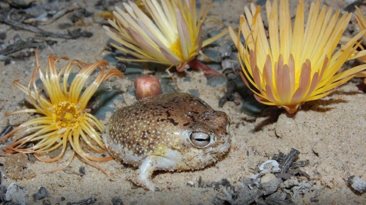 Rana Especies