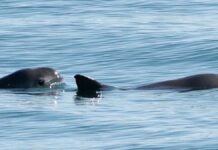 Estrenan la cinta “El guardián” que muestra el comercio ilegal que amenaza a la vaquita marina