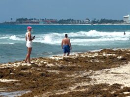 Sargazo invade el Caribe mexicano y golpea al turismo
