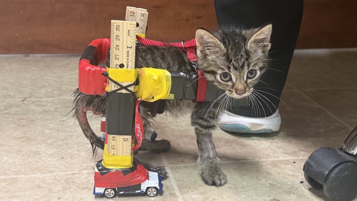 Gato