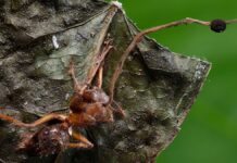 Descubren seis nuevas especies de “hongos zombi”