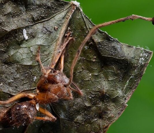 Descubren seis nuevas especies de “hongos zombi”