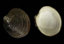 Cómo un molusco logra vivir más de 500 años sin envejecer