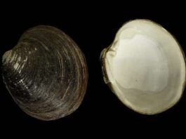 Cómo un molusco logra vivir más de 500 años sin envejecer