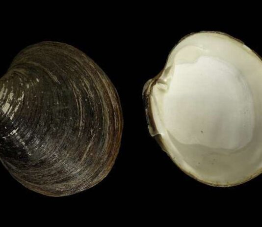 Cómo un molusco logra vivir más de 500 años sin envejecer