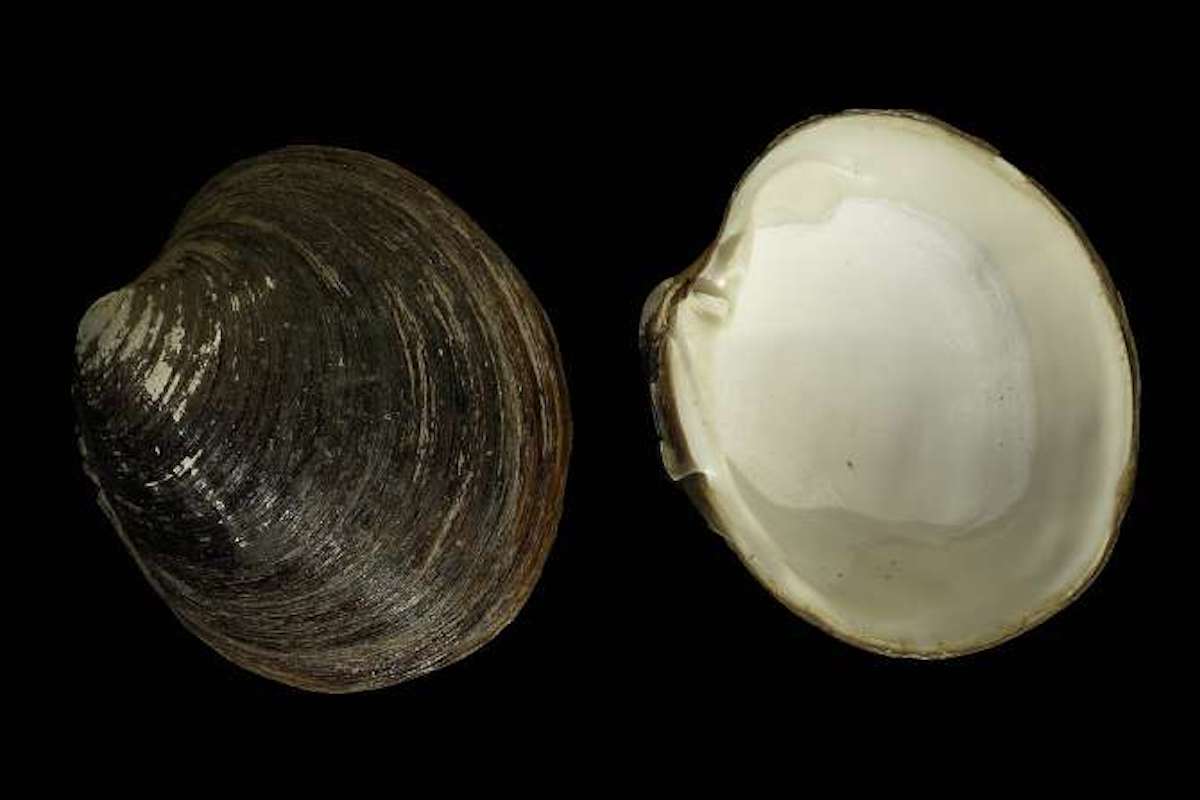 Molusco