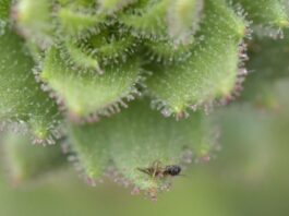 Detectan planta carnívora que Darwin predijo hace 150 años