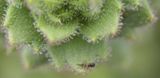 Detectan planta carnívora que Darwin predijo hace 150 años