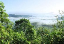 Cómo la deforestación a gran escala altera el ciclo del agua y apaga las nubes